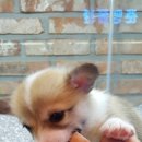 아이러브독 서초점 이미지