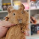 펫엔글라이더 이미지