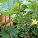 호박고을 이미지