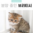 AMI PET 이미지