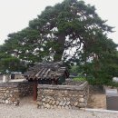 울진소나무 이미지