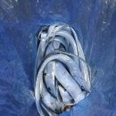 해남별암낚시터 이미지