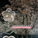 7331 | [경남 축제] 사천 선진리성 벚꽃축제 야간 후기 🌸 조명 벚꽃 실시간 분위기