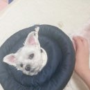 튼튼동물병원 이미지