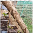 부자농장3 이미지