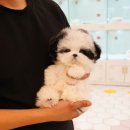 댕댕이 애견샵 이미지