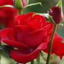 장춘여관 이미지