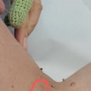 코코마쥬 실면도대전본점