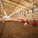 (주)하림 이미지