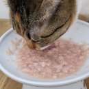 오션 캣 이미지