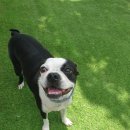 파파퍼피 DOG하우스 이미지