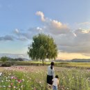 161스튜디오 | 대구 핑크뮬리카페 아기랑 가기좋은 현풍카페 161커피스튜디오