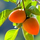 악양면사무소 이미지