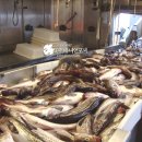 미국수산업체 OCEAN BEAUTY와 ICICLE SEAFOOD, 합병 이미지