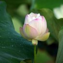 대곡마을 이미지