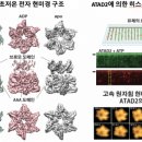 히스톤(HisTone) 네이버블로그