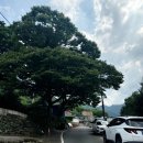 컴포즈커피마산내서감천점 | 마산 내서 카페 고유커피 흑임자빙수 추천