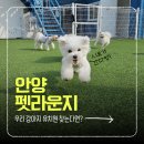 안양펫 네이버블로그