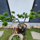 진도한옥목향민박 이미지