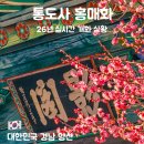 매화로 | 양산 매화 명소 추천｜통도사 홍매화 위치·주차·개화시기 총정리 설날 방문 후기