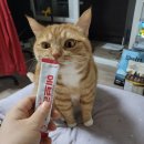 에브리캣 | [고양이 간식 후기] 에브리캣 짜먹는 스틱 연어, 우리 냥이 반응은?