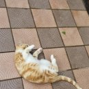 양옥집소정원 이미지