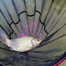 비봉 낚시터 이미지