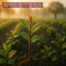 순만농장 | 삼색버드나무 묘목선정과 식재방법