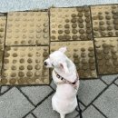 그루몽실 이미지