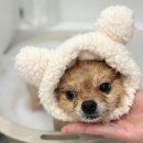 댕댕지구 이미지