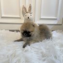 애니멀즈 강아지분양 고양이분양 대전점 이미지