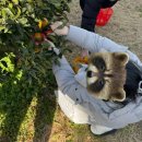 예원농장 | 제주여행 귤따기 체험 후기｜예원이네귤농장 레드향·예약 없이 당일방문