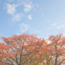 중부야채 이미지