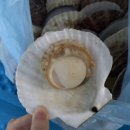 고성수산횟집 티스토리