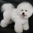 비숑 이미지
