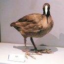 문학과 예술로 지역을 이해하는 지혜 | 강화자연사박물관 전체 관람 후기｜조류·포유류·해양생물· 광물까지 한 번에 만나는 강화도 아이와...