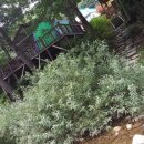 마가목민박 이미지