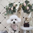 몽실묭실 이미지