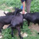 초원염소농장 이미지