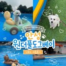 죽양대로 | 댕댕이워터파크 안성 원더풀도그베이 ㅣ강아지 수영장 평일 방문 솔직후기