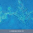 병은우사 이미지