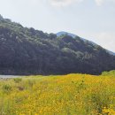 큰꽃지천 이미지