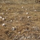 산책가는길 이미지