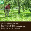 대관령사과농장