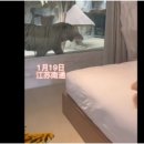 유리칸막이 사이에 두고 호랑이와 동침하는 호텔 화제 이미지