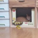 제주청정돼지 이미지