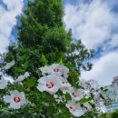 동산우성 이미지