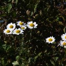 구절초로 이미지