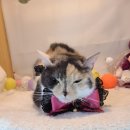 놀러와캣독 이미지