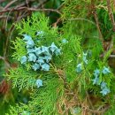 팔공산왕건길 6코스 이미지